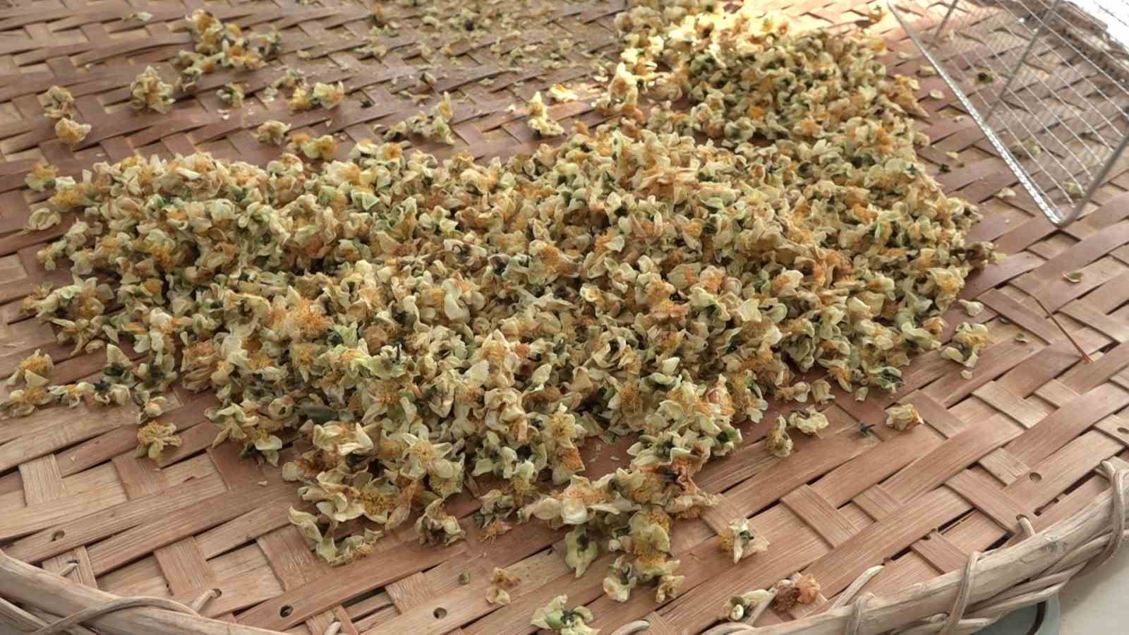 Müstahsile Yeni Kazanç Kapısı Kilosu 6 Bin Tl'den Satılıyor!