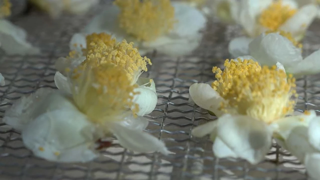 Müstahsile Yeni Kazanç Kapısı Kilosu 6 Bin Tl'den Satılıyor!S (2)