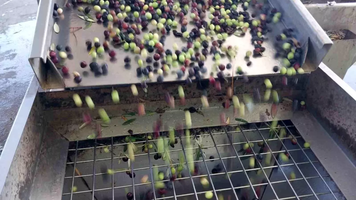 Mut'ta Zeytin Hasadı Sürüyor Sofralık 30 70 Tl, Zeytinyağı 250 350 Tl!-1