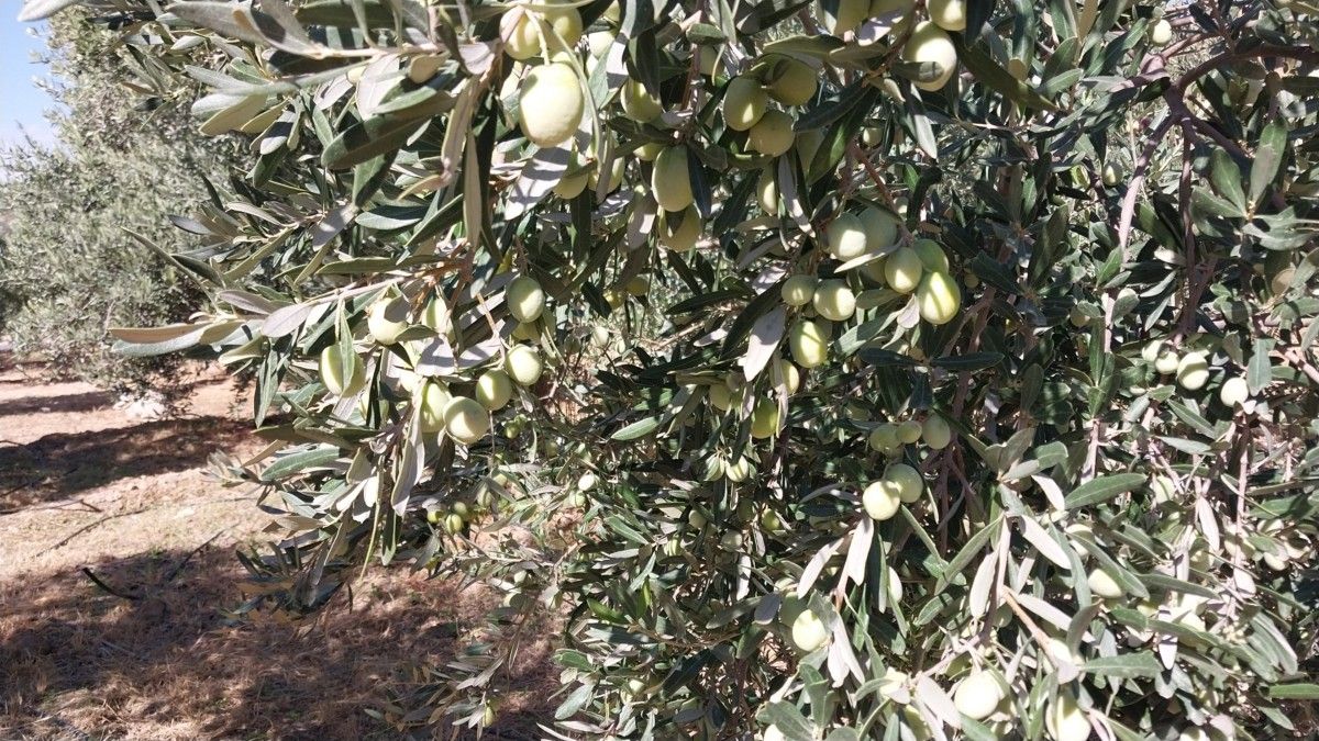 Mut'ta Zeytin Hasadı Sürüyor Sofralık 30 70 Tl, Zeytinyağı 250 350 Tl!