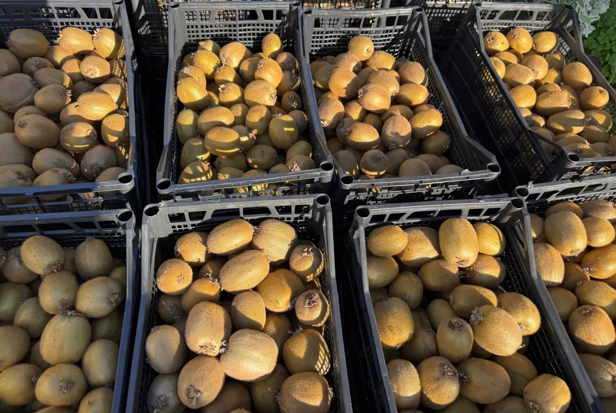 Ordu’da Kivi Mesaisi Sürüyor Rekolte Düşük, Kalite Yüksek! (2)