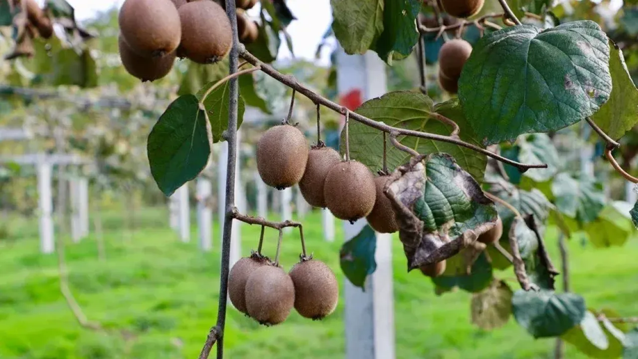 Ordu’da Kivi Mesaisi Sürüyor Rekolte Düşük, Kalite Yüksek!A