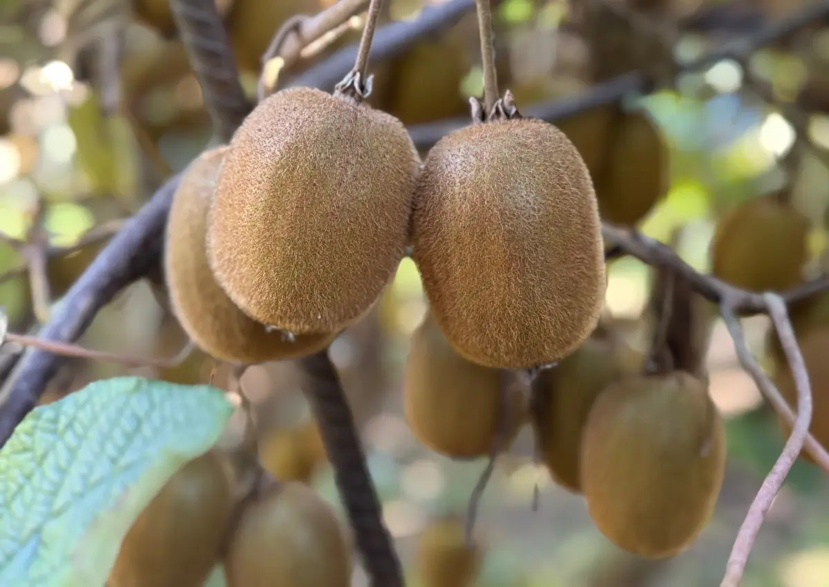 Ordu’da Kivi Mesaisi Sürüyor Rekolte Düşük, Kalite Yüksek!T
