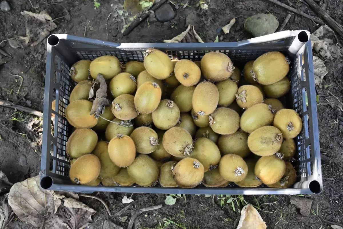 Ordu’da Kivi Mesaisi Sürüyor Rekolte Düşük, Kalite Yüksek!Y