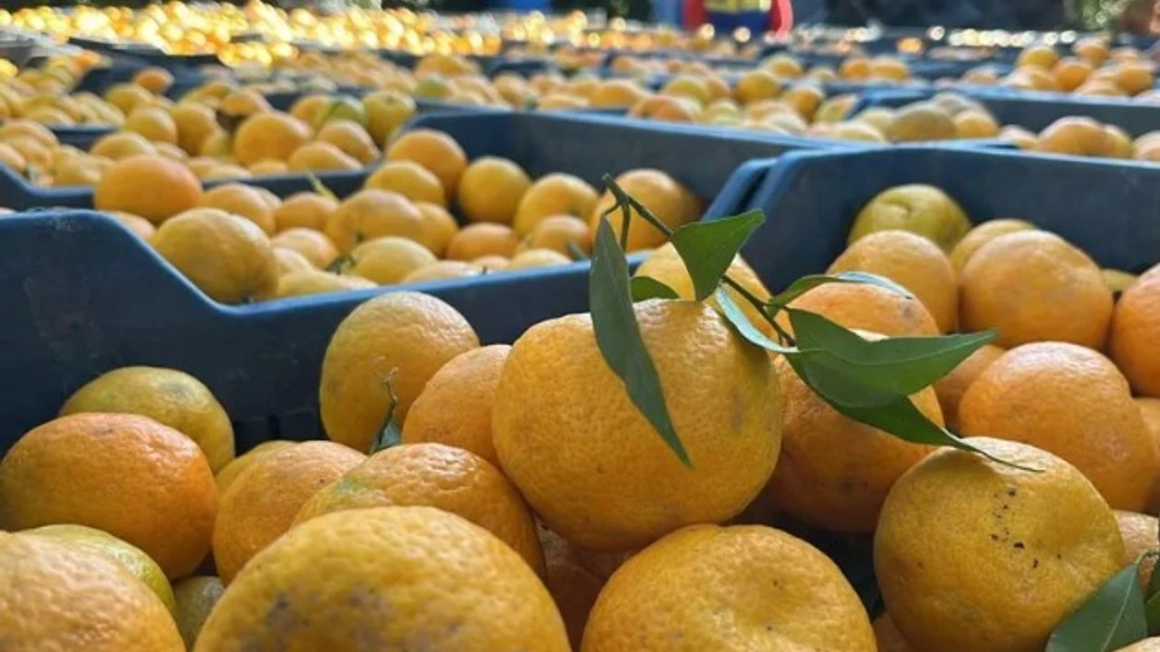 Rize Tezgâhlarında Yerini Aldı Kilosu 7,5 Tl’den Çıktı, 35 Tl’ye Satılıyor!-1