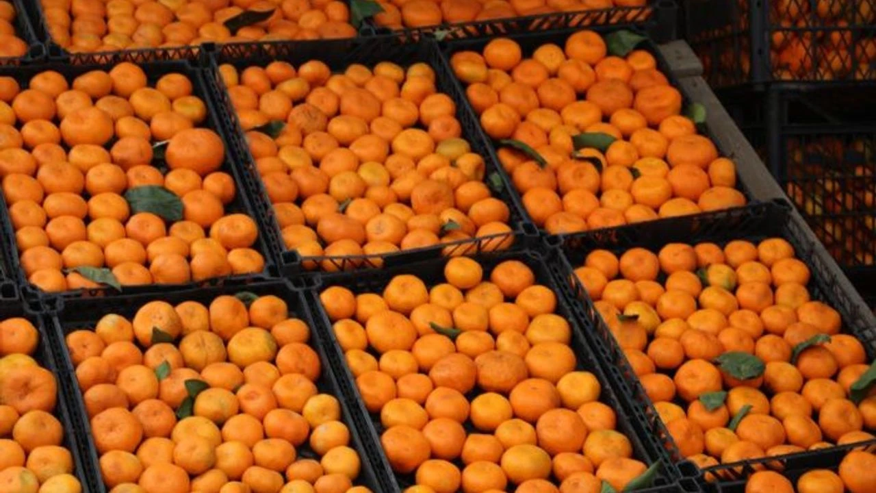 Rize Tezgâhlarında Yerini Aldı Kilosu 7,5 Tl’den Çıktı, 35 Tl’ye Satılıyor! (2)-1