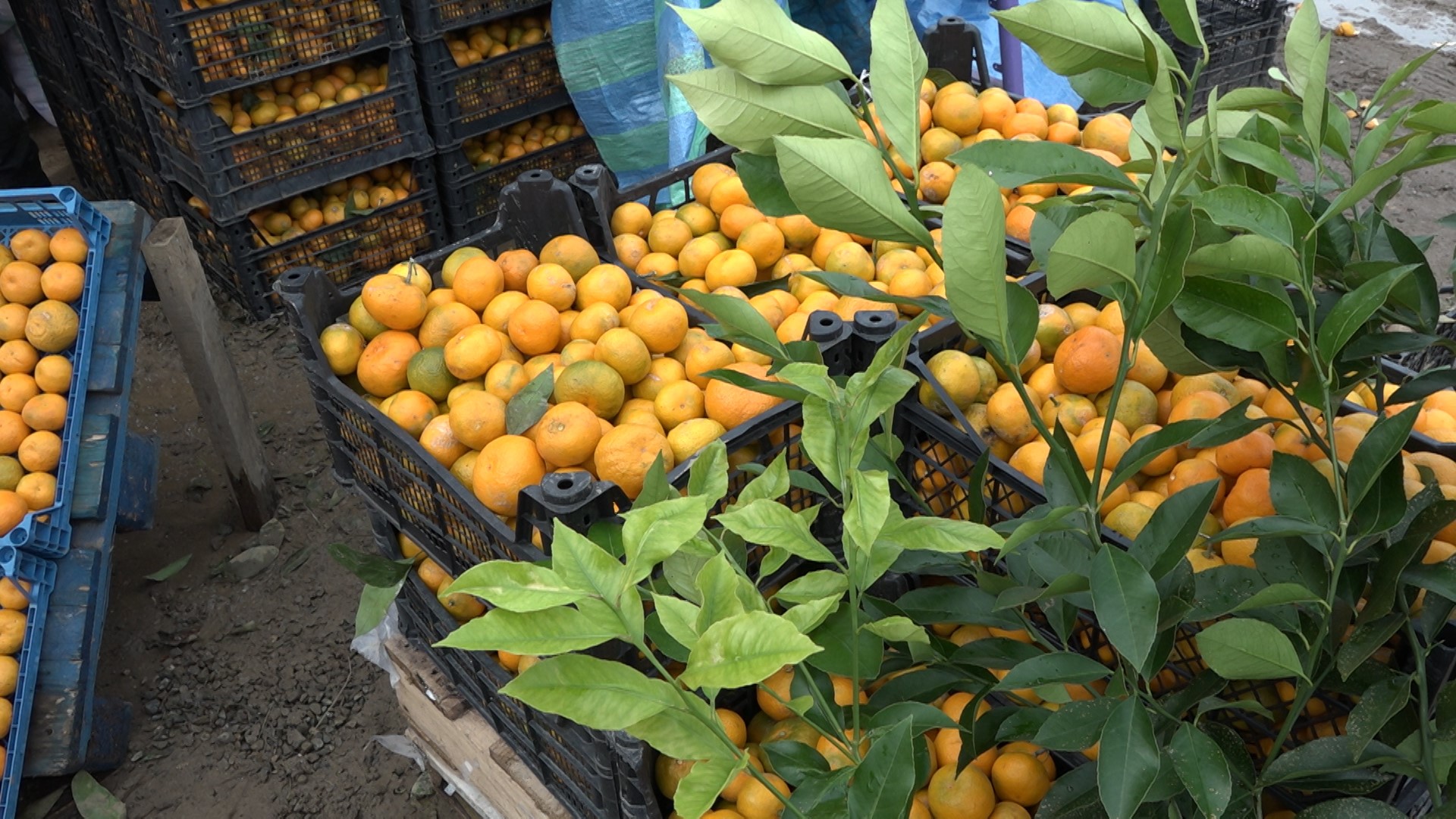 Rize Tezgâhlarında Yerini Aldı Kilosu 7,5 Tl’den Çıktı, 35 Tl’ye Satılıyor! (3)