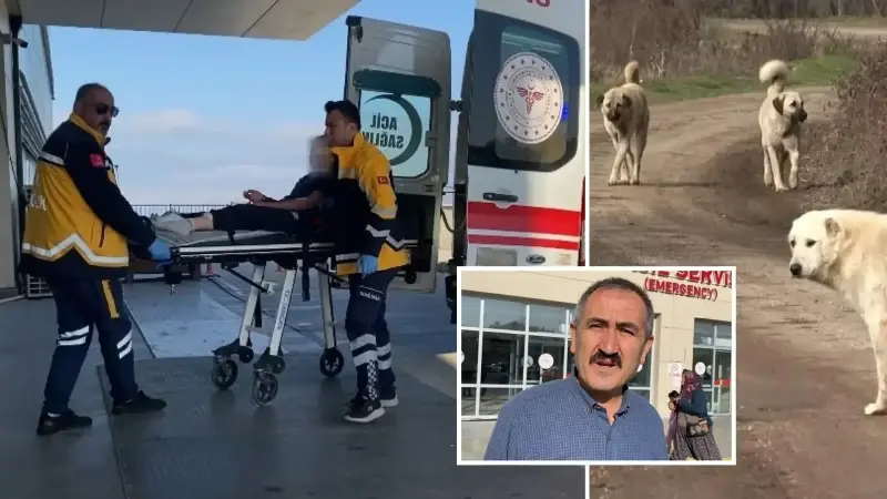 Sahipsiz Sokak Köpekleri Hala Sahipsiz! Sürü Halinde Kız Çocuğuna Saldırdılar (1)