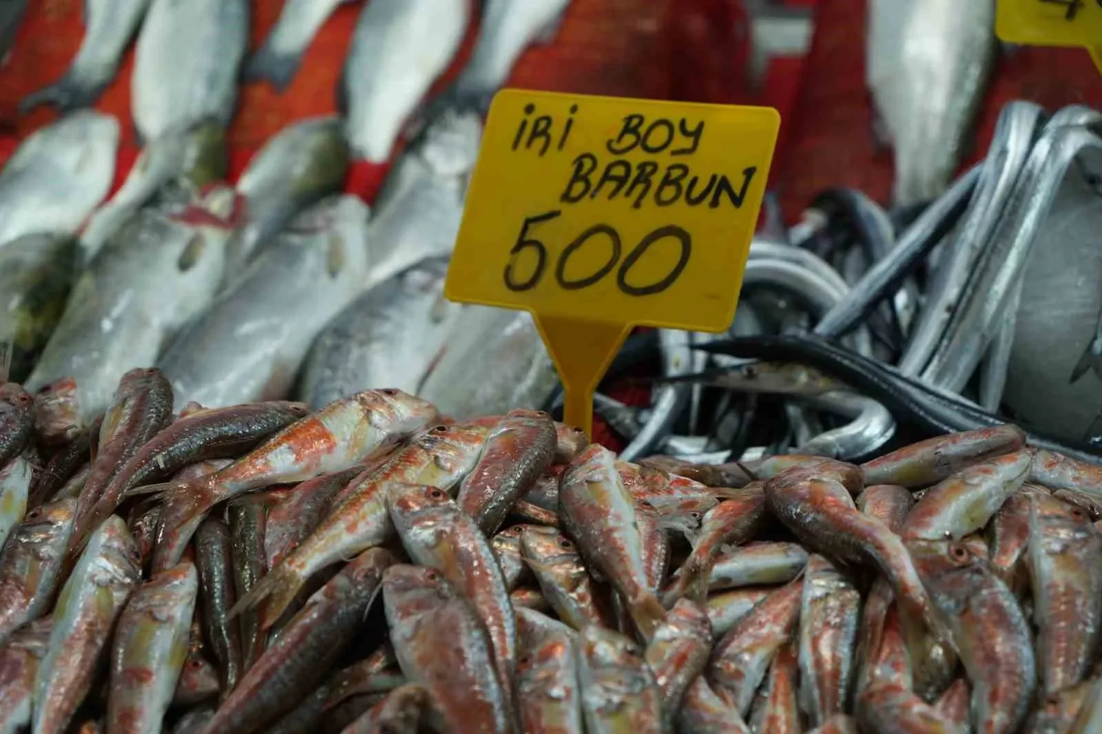 Samsun Balık Hali'nde Fiyatlar Yükseliyor Vatandaş Hamsiye Yöneldi!-2
