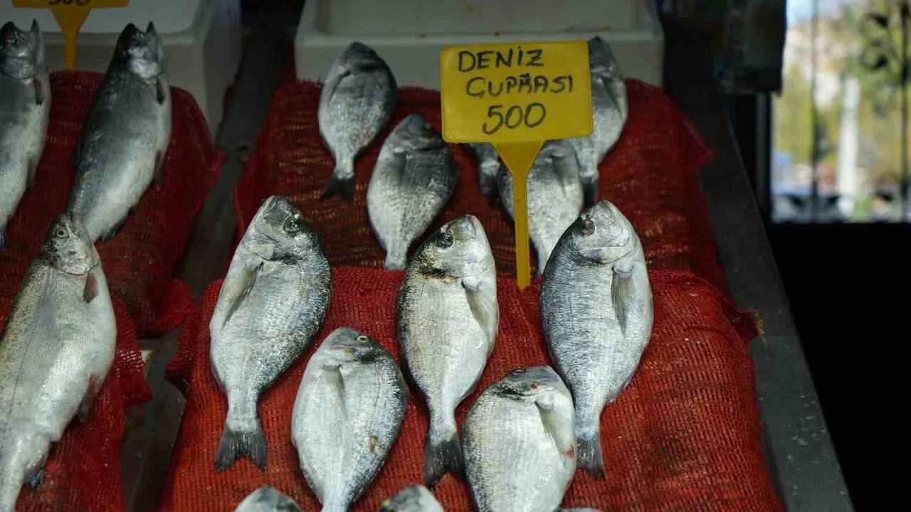 Samsun Balık Hali'nde Fiyatlar Yükseliyor Vatandaş Hamsiye Yöneldi!Z