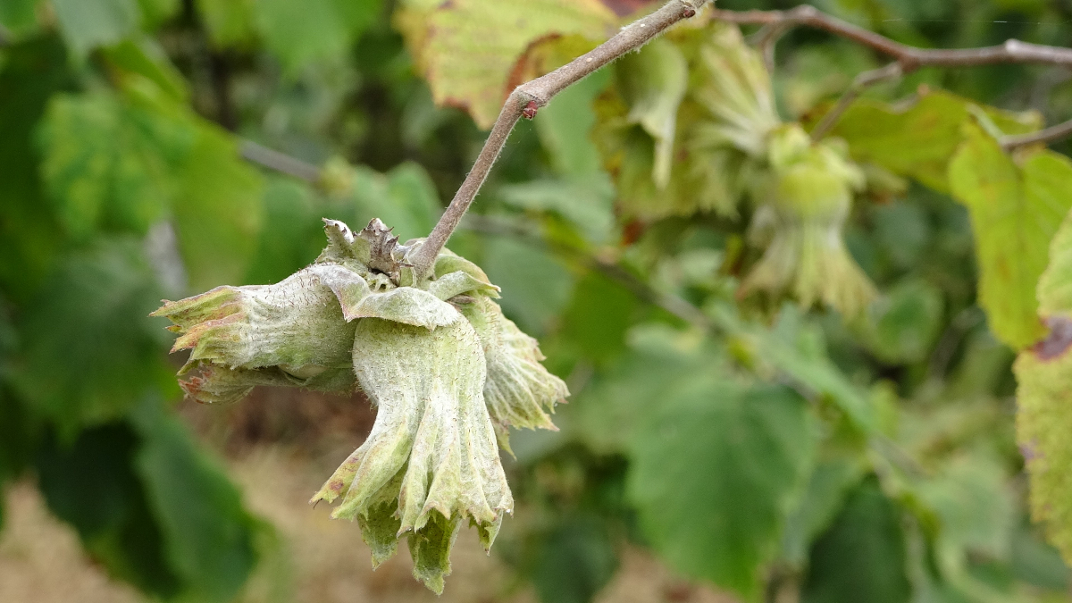 Samsun Fındıkta Liderliği Devraldı Üretimde Ordu’yu Ilk Kez Geride Bıraktı!