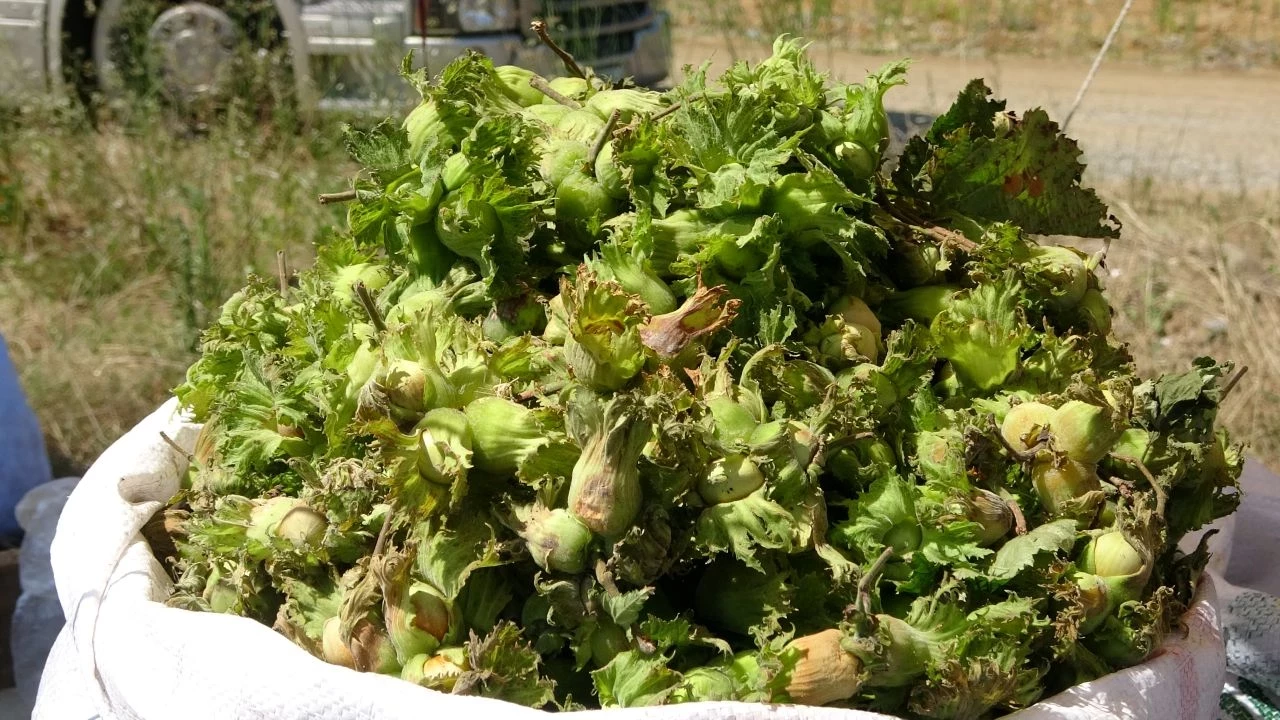 Samsun Fındıkta Liderliği Devraldı Üretimde Ordu’yu Ilk Kez Geride Bıraktı!N