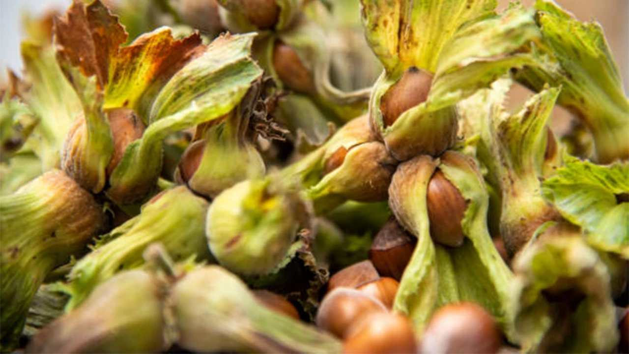 Samsun Fındıkta Liderliği Devraldı Üretimde Ordu’yu Ilk Kez Geride Bıraktı!T