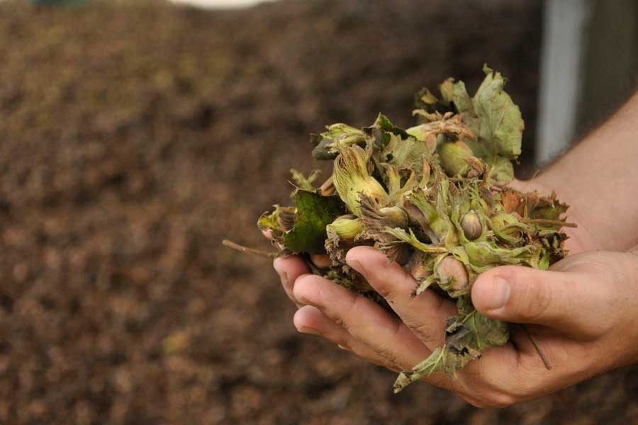 Samsun Fındıkta Liderliği Devraldı Üretimde Ordu’yu Ilk Kez Geride Bıraktı!Y