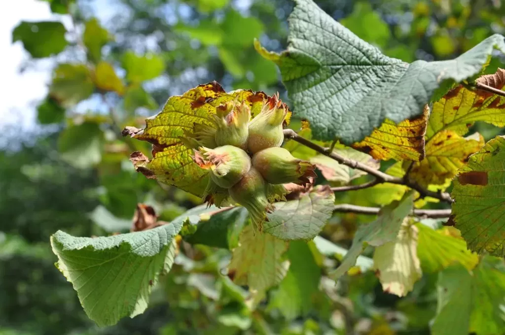 Samsun Fındıkta Liderliği Devraldı Üretimde Ordu’yu Ilk Kez Geride Bıraktı!Z