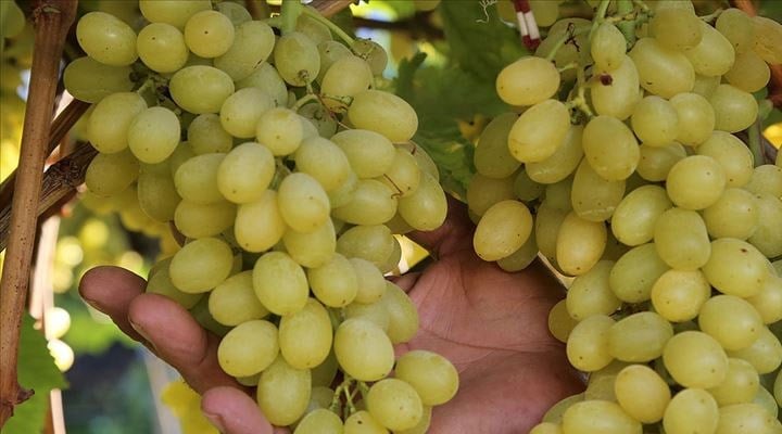 Sarıgöl’de Üzümde Fiyat Şoku Üretici Emeğinin Karşılığını Alamadı-1