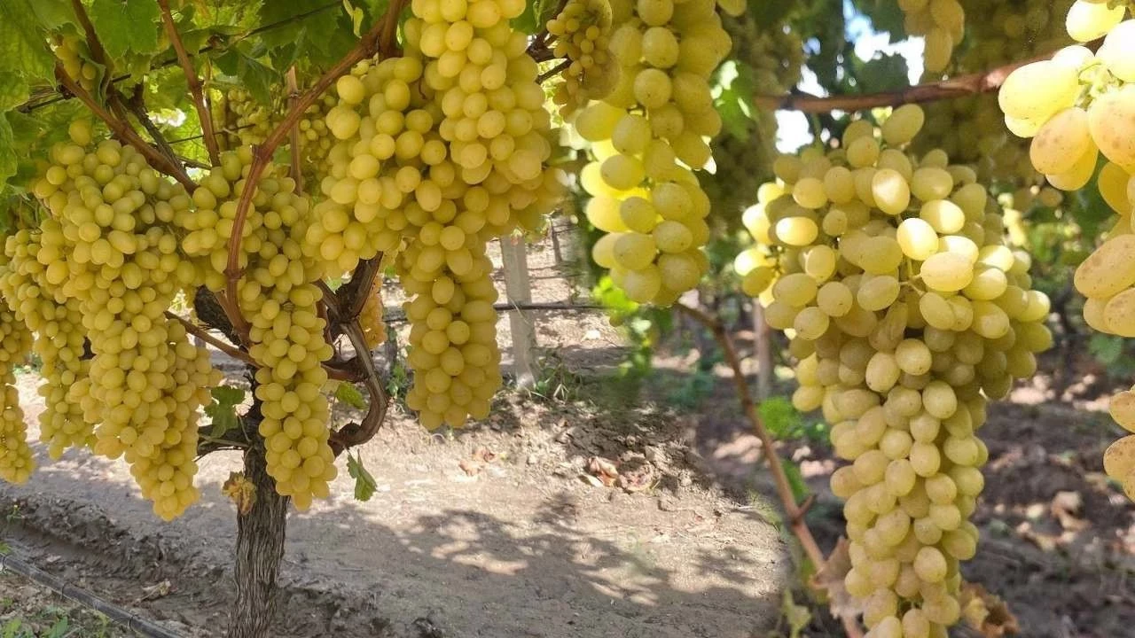 Sarıgöl’de Üzümde Fiyat Şoku Üretici Emeğinin Karşılığını Alamadı-2