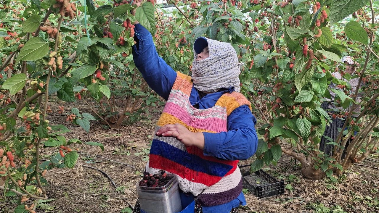 Silifke'de Rekor Karadut Hasadı Kilosu 150 Tl'yi Gördü-2