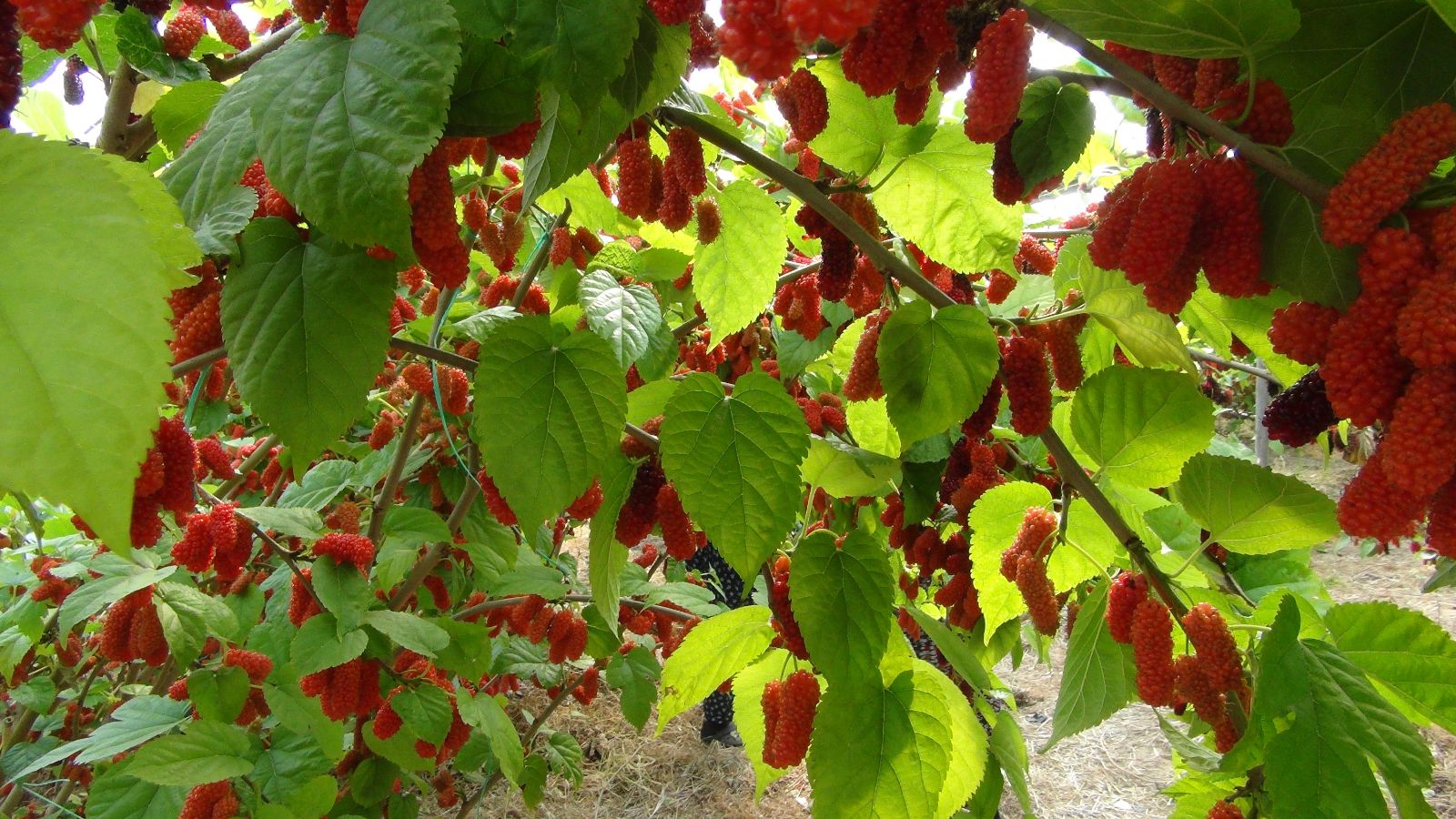 Silifke'de Rekor Karadut Hasadı Kilosu 150 Tl'yi Gördü-3