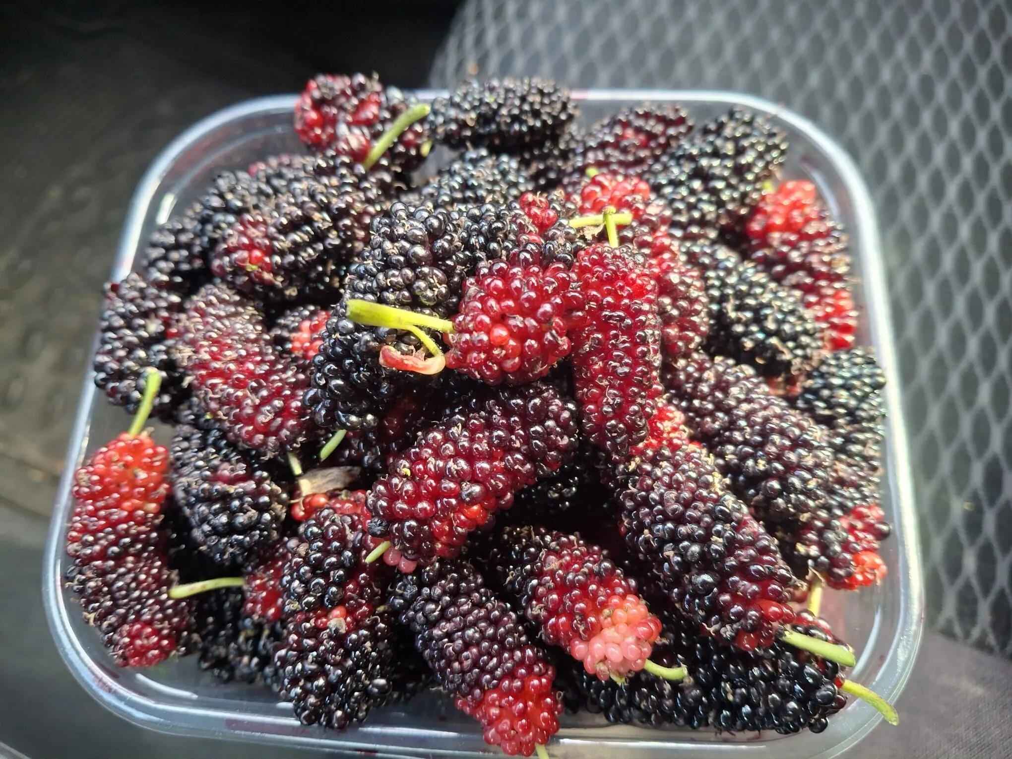 Silifke'de Rekor Karadut Hasadı Kilosu 150 Tl'yi Gördü!H