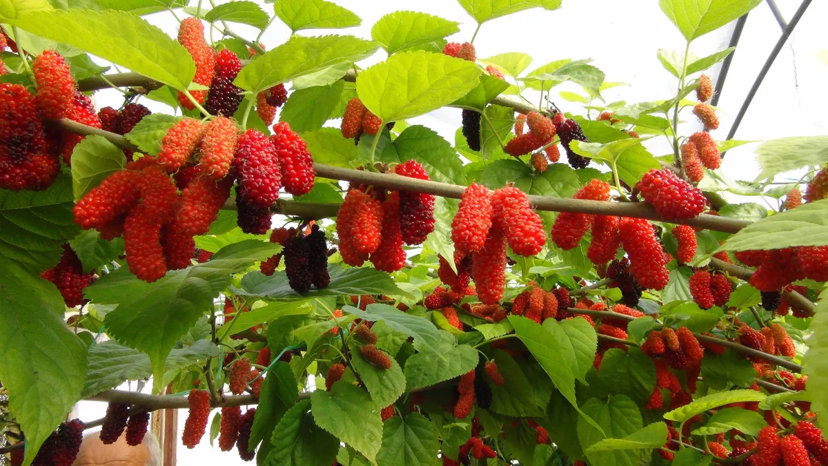 Silifke'de Rekor Karadut Hasadı Kilosu 150 Tl'yi Gördü!S