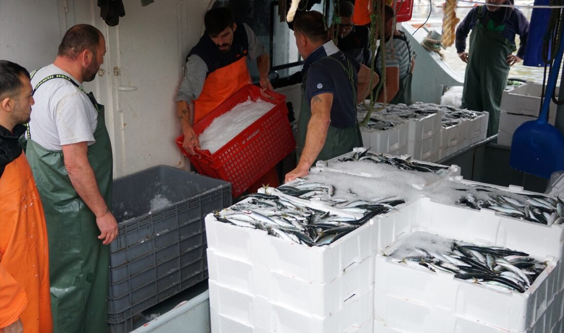 Tekirdağ'da Yüzler Güldü Denize Açılan Balıkçılar 600 Kasa Istavritle Döndü!G