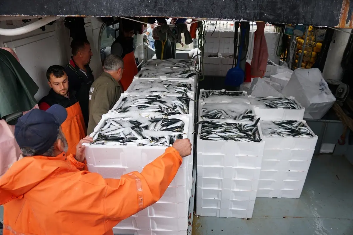 Tekirdağ'da Yüzler Güldü Denize Açılan Balıkçılar 600 Kasa Istavritle Döndü!S