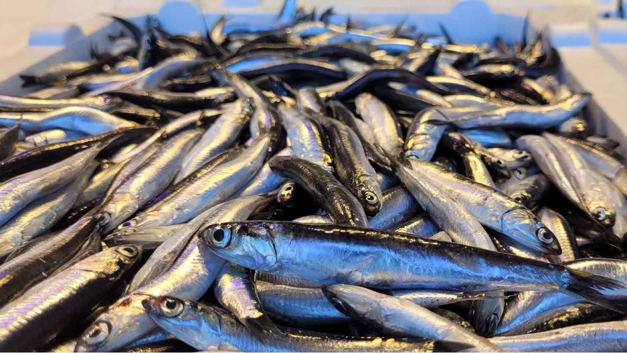 Trabzon’da Hamsi Bereketi Fiyatlar Düştü, Vatandaş Doydu!-1