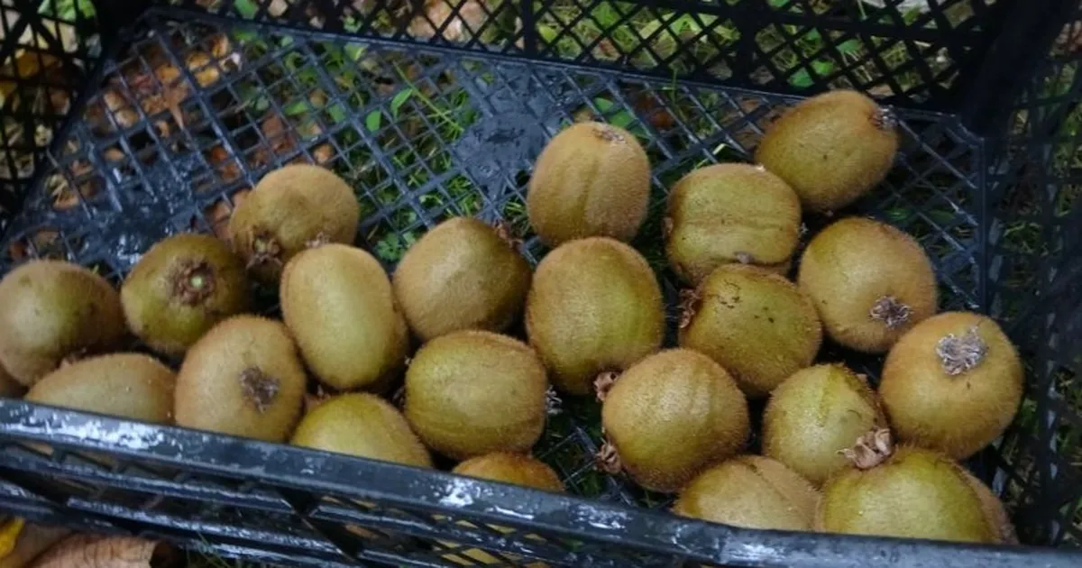 Yalova’da Kivi Üreticileri Zor Durumda Zirai Don Ve Ithal Kivi Sorunu!