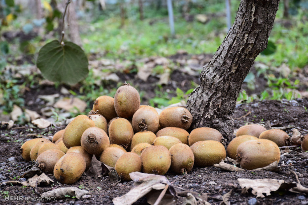 Yalova’da Kivi Üreticileri Zor Durumda Zirai Don Ve Ithal Kivi Sorunu!B