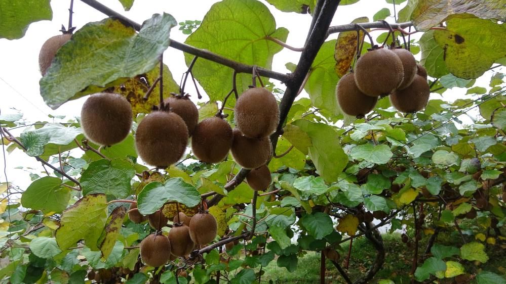Yalova’da Kivi Üreticileri Zor Durumda Zirai Don Ve Ithal Kivi Sorunu!N