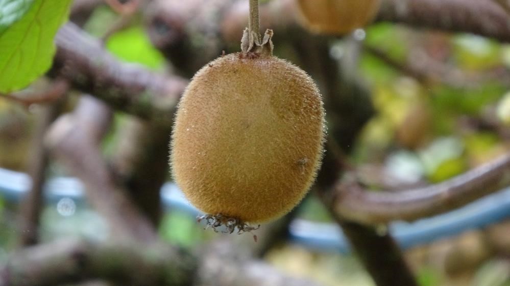 Yalova’da Kivi Üreticileri Zor Durumda Zirai Don Ve Ithal Kivi Sorunu!Y