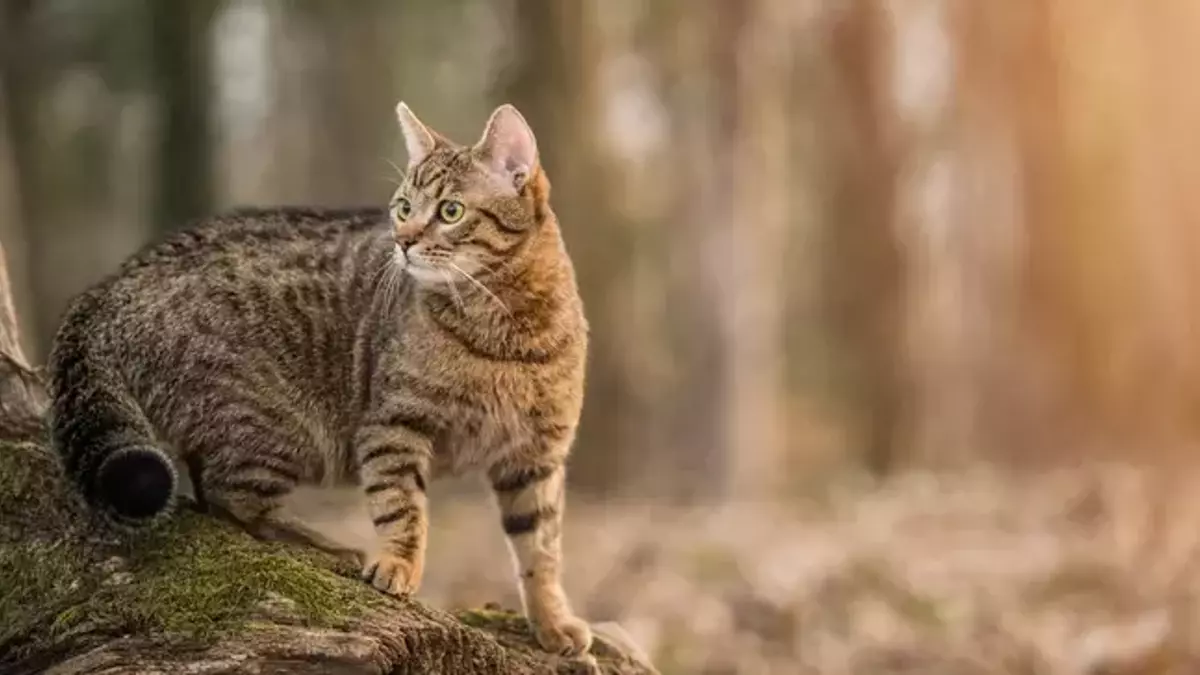 Yeni Zelanda’dan Radikal Karar 2,5 Milyon Kedi Imha Edilecek!-1