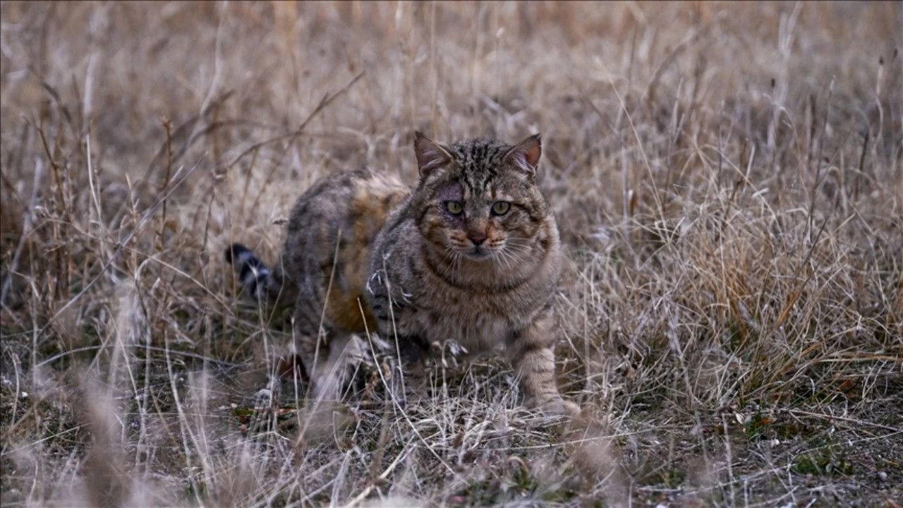 Yeni Zelanda’dan Radikal Karar 2,5 Milyon Kedi Imha Edilecek!Z