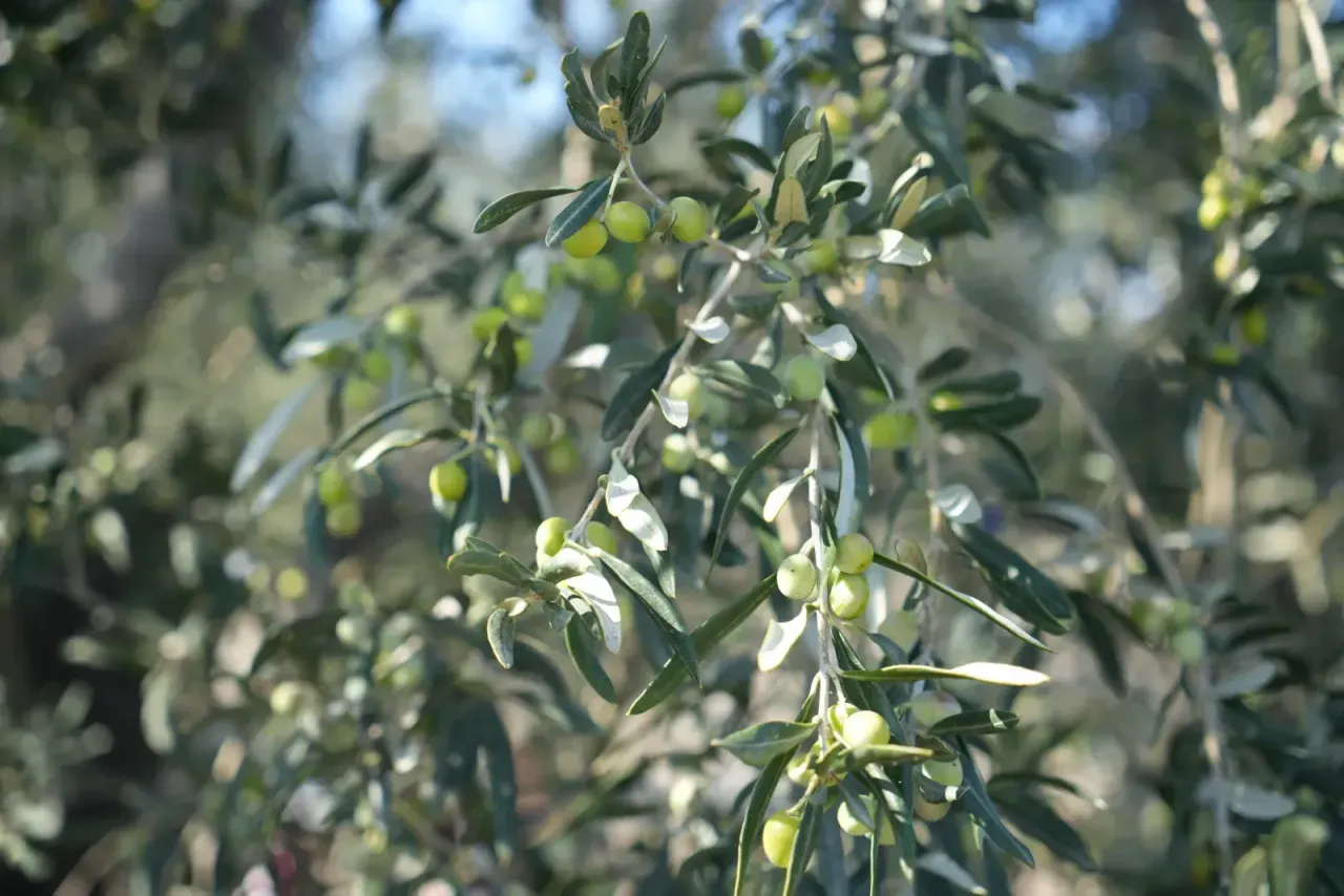 Zeytin Kokulu Kentte Turizm Patlaması Ara Tatilde Ayvalık Dolup Taştı!S