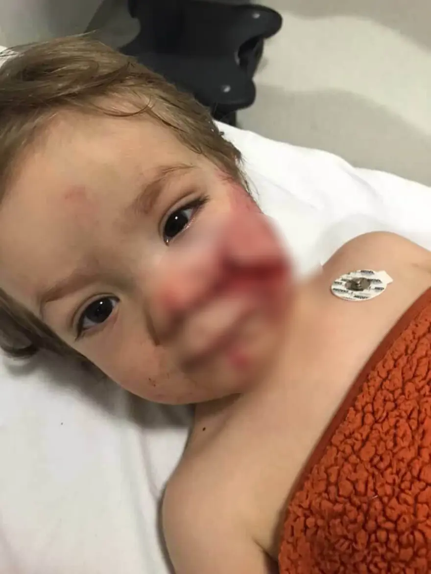 A N K A R A D A 2 K A R D E S E S A L D I R A N P I T B U L L V E 1041786 309134 791727