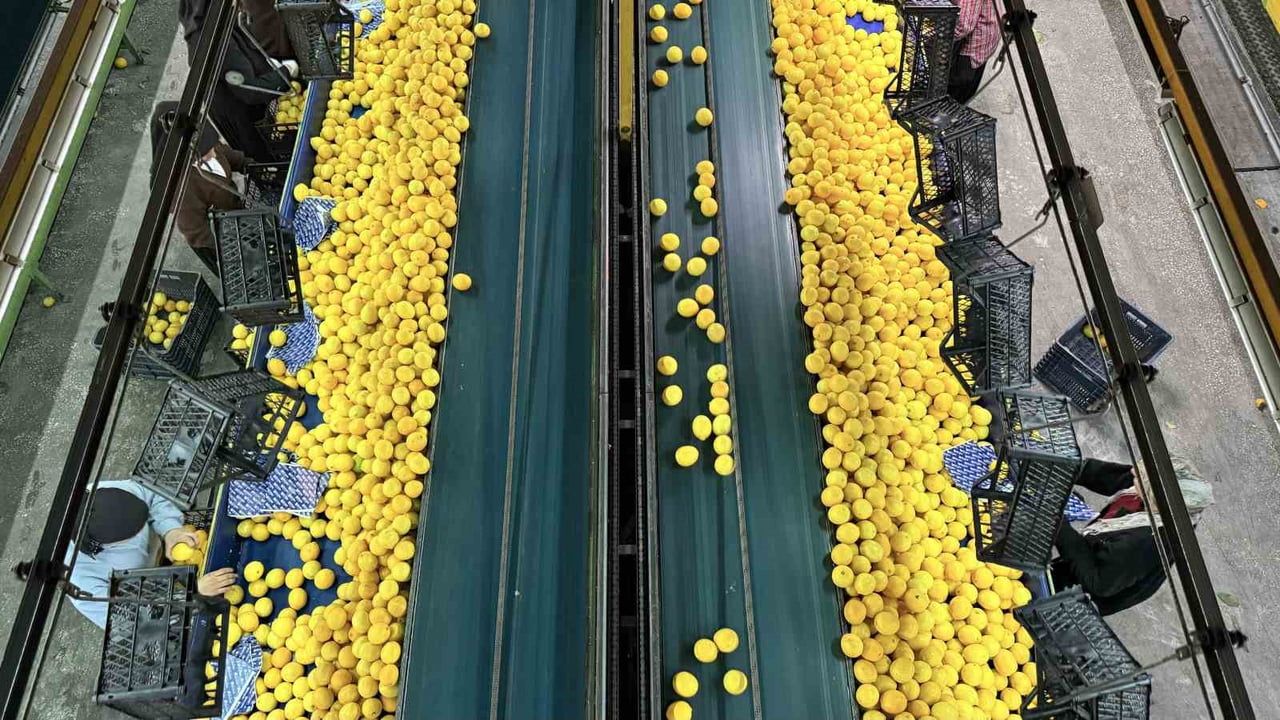 Adana Narenciyesinde Hasat Mesaisi Talep Var, Kazanç Az!