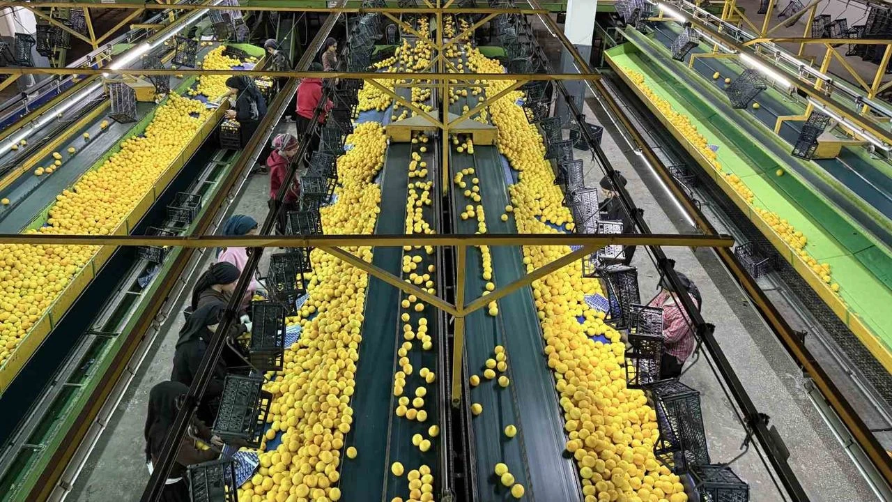 Adana Narenciyesinde Hasat Mesaisi Talep Var, Kazanç Az!S (2)