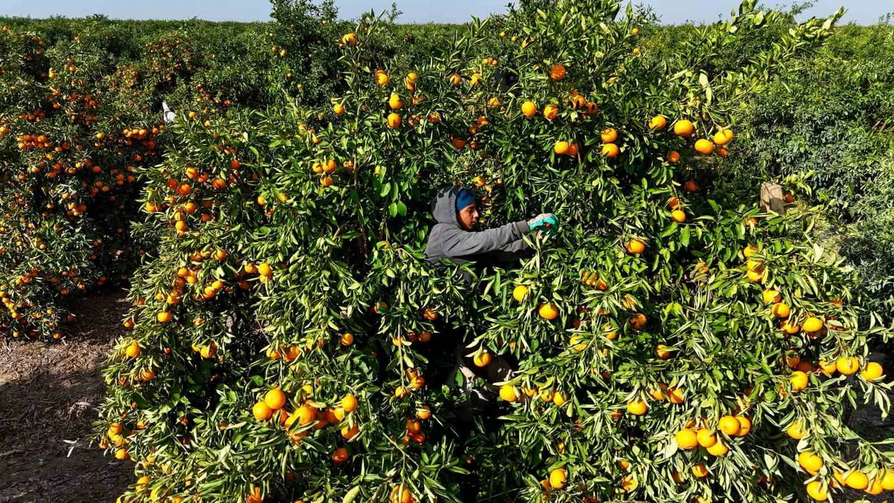 Adana Narenciyesinde Hasat Mesaisi Talep Var, Kazanç Az!S