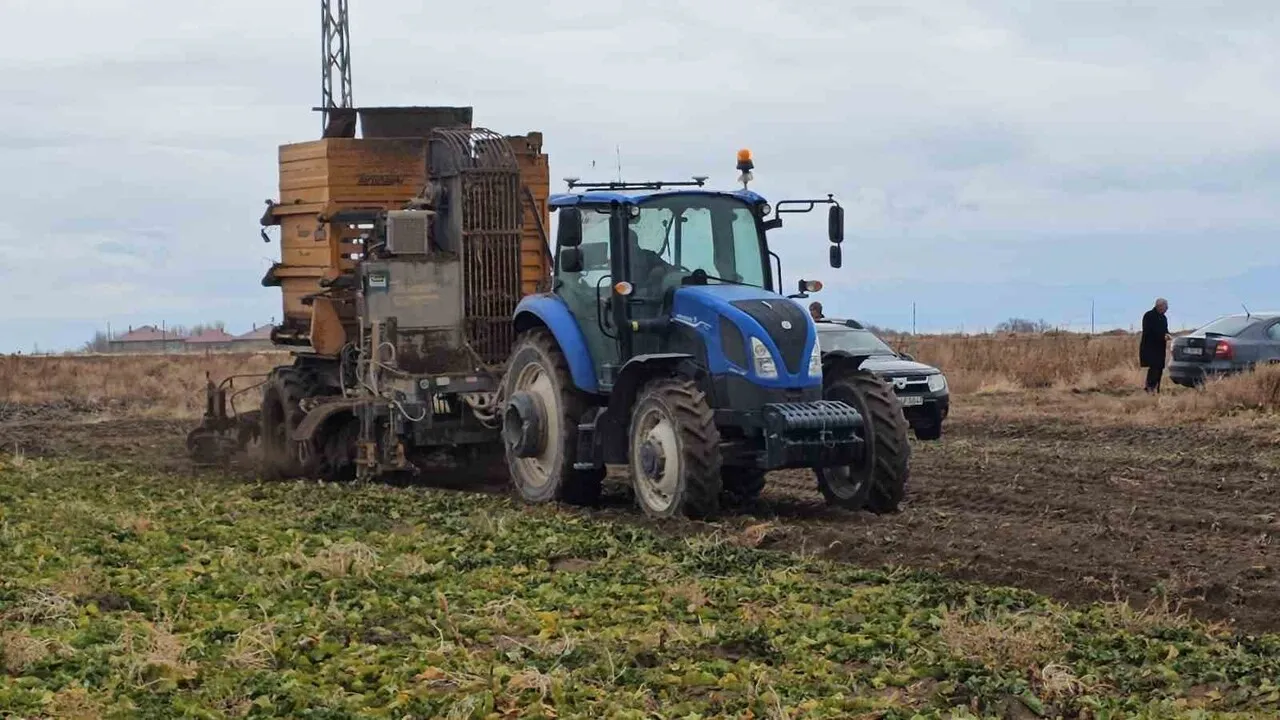 Adilcevaz'da Şeker Pancarı Mesaisi Sürüyor Yüksek Verim Maliyetleri Unutturdu! (2)