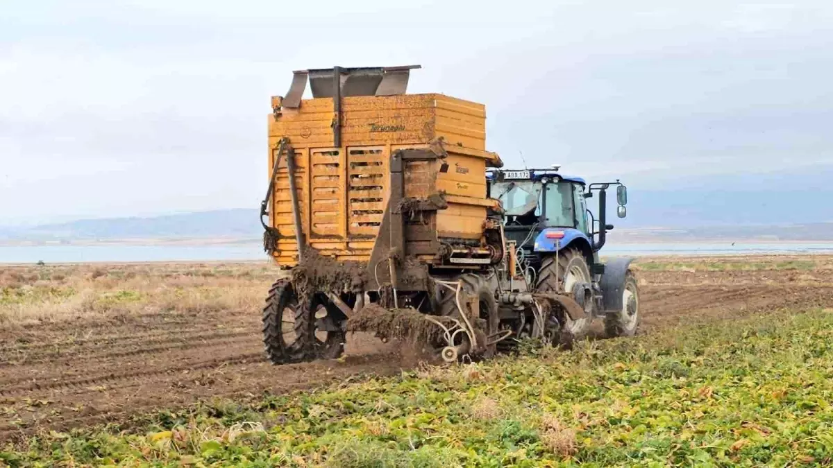 Adilcevaz'da Şeker Pancarı Mesaisi Sürüyor Yüksek Verim Maliyetleri Unutturdu!S