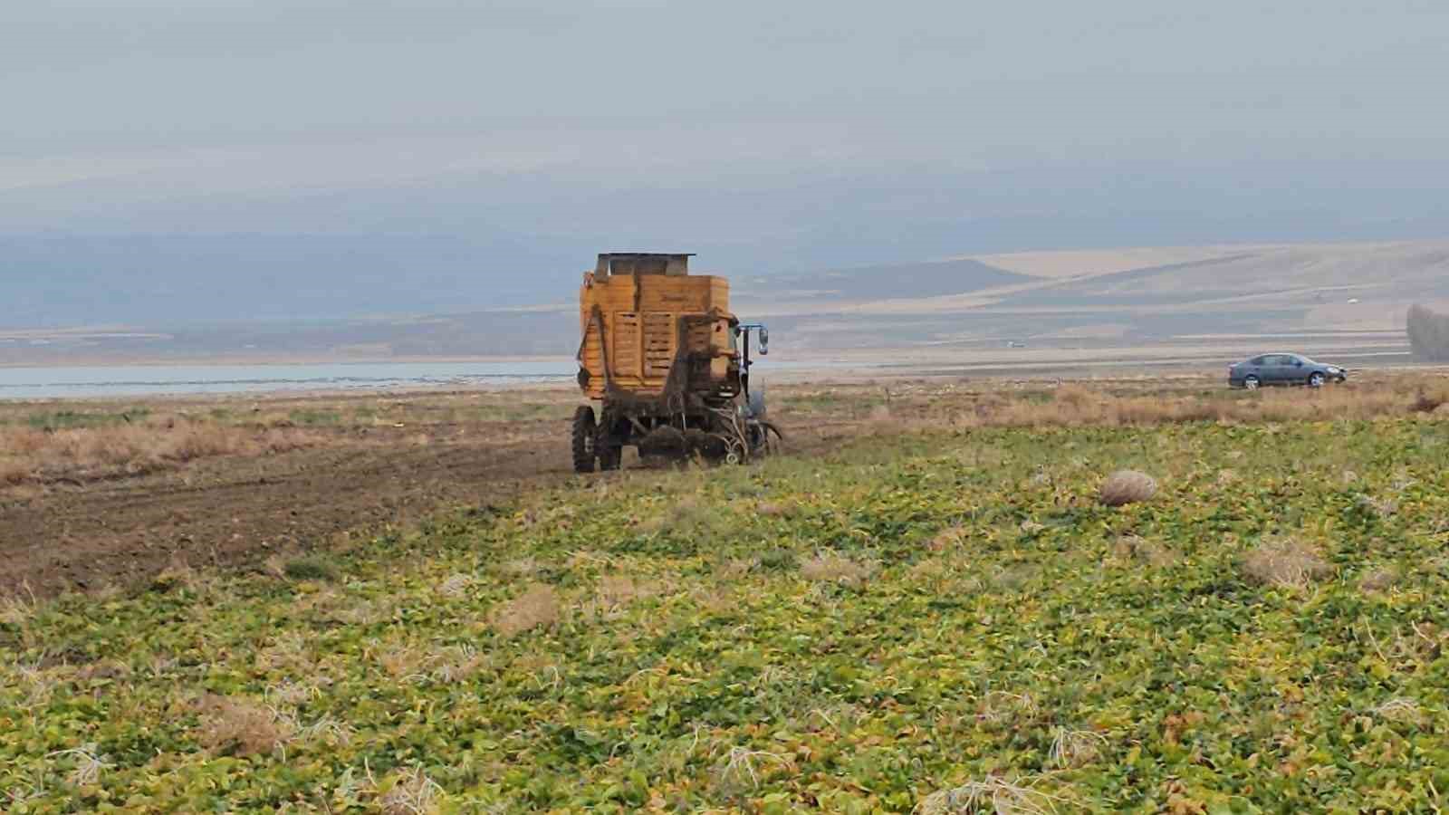 Adilcevaz'da Şeker Pancarı Mesaisi Sürüyor Yüksek Verim Maliyetleri Unutturdu!Z