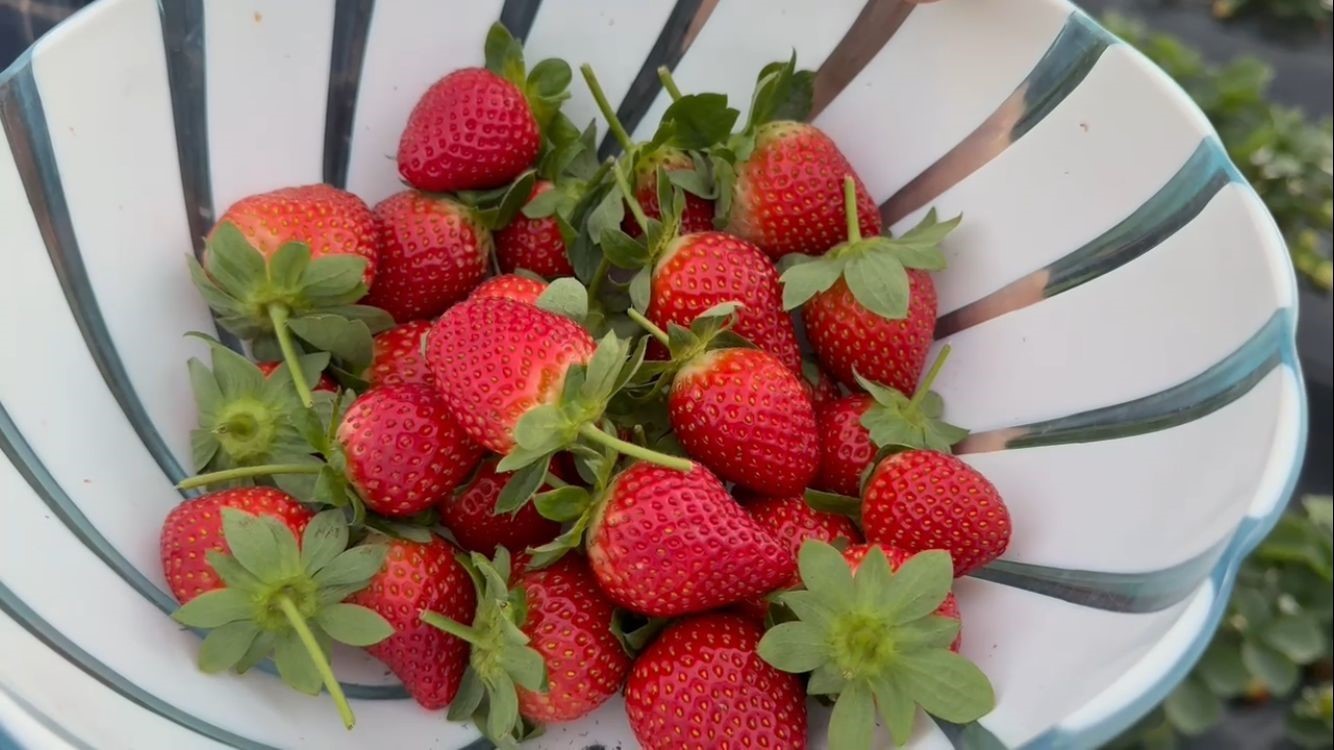 Anamur Çileği Kışın Altın Değerinde Bahçede 130 Tl, Pazarda 300 Tl!