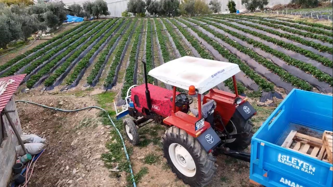 Anamur Çileği Kışın Altın Değerinde Bahçede 130 Tl, Pazarda 300 Tl!S-1