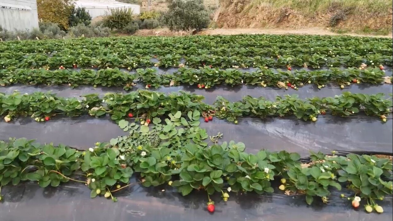 Anamur Çileği Kışın Altın Değerinde Bahçede 130 Tl, Pazarda 300 Tl!T