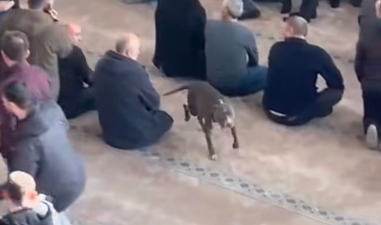 Ankara'daki Olay Yetmedi Mi Bu Kez De Camiye Girdi Kocaeli'nde Pitbull Alarmı!-1