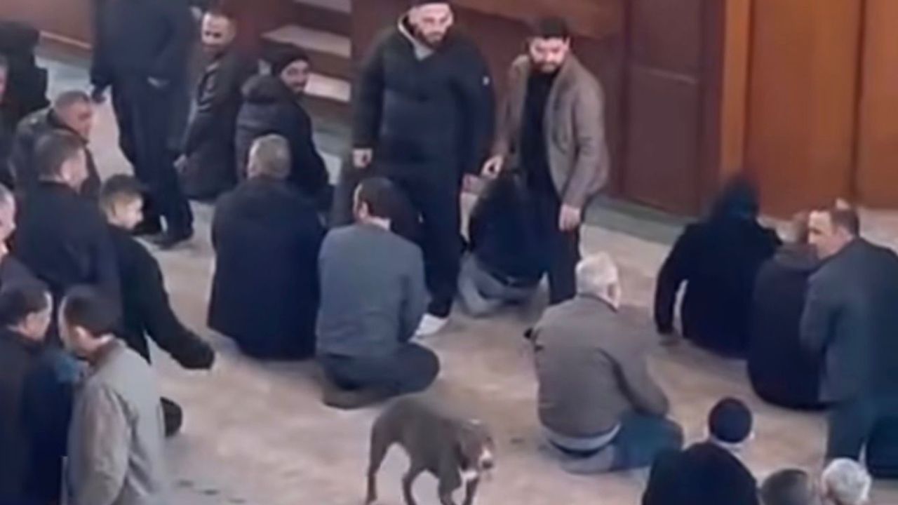 Ankara'daki Olay Yetmedi Mi Bu Kez De Camiye Girdi Kocaeli'nde Pitbull Alarmı!S