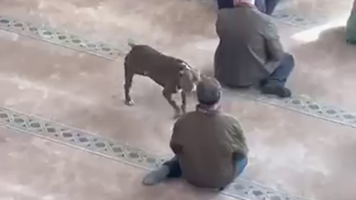 Ankara'daki Olay Yetmedi Mi Bu Kez De Camiye Girdi Kocaeli'nde Pitbull Alarmı!T