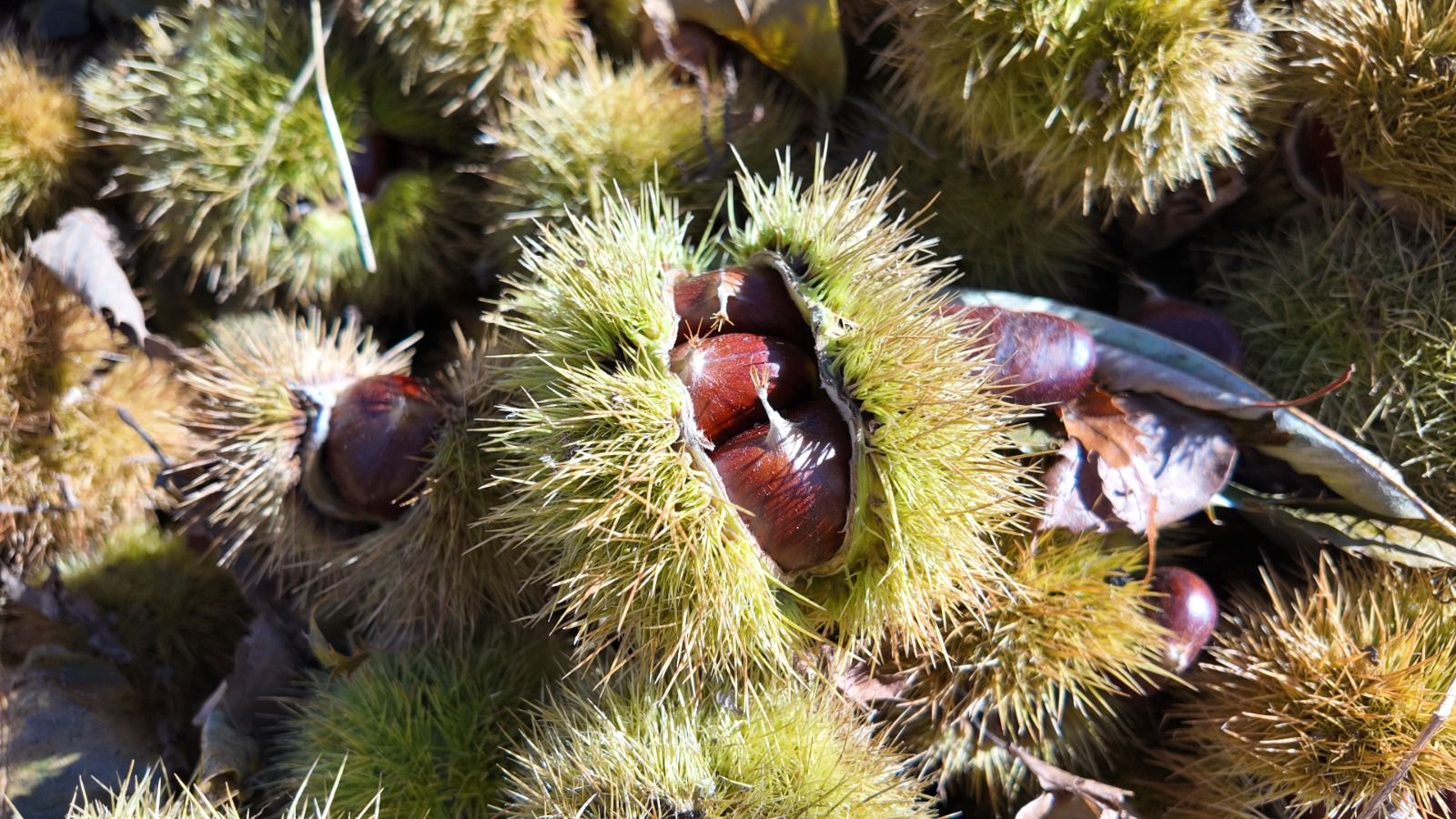 Aydın Kestanesi Tezgâhlarda Fiyat Etiketi 100 Tl’den 250 Tl’ye Uzandı