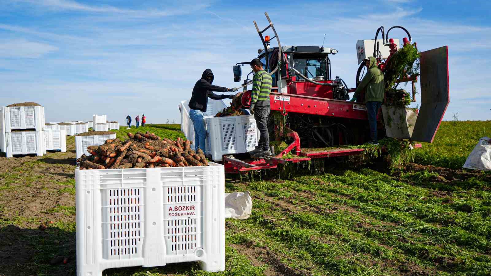 Beypazarı’nda Kışlık Havuç Sezonu Açıldı Rekor Verim Su Kıtlığı Gölgesinde Kaldı!-1